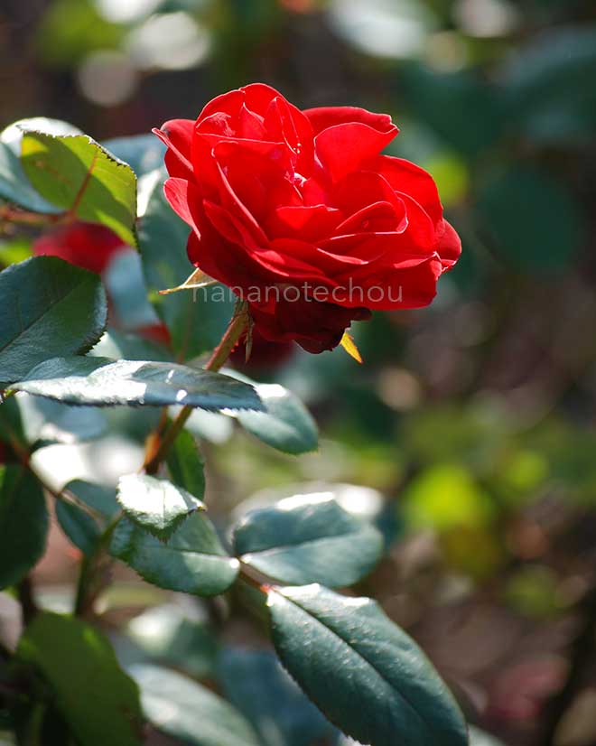 バラ グルス アン バイエルン｜花の手帖の薔薇図鑑