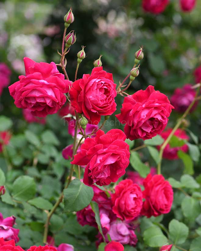 バラ グルス アン テプリッツ｜花の手帖の薔薇図鑑