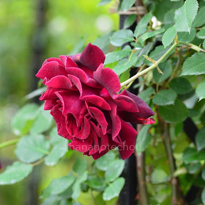 バラ ギネ｜花の手帖の薔薇図鑑