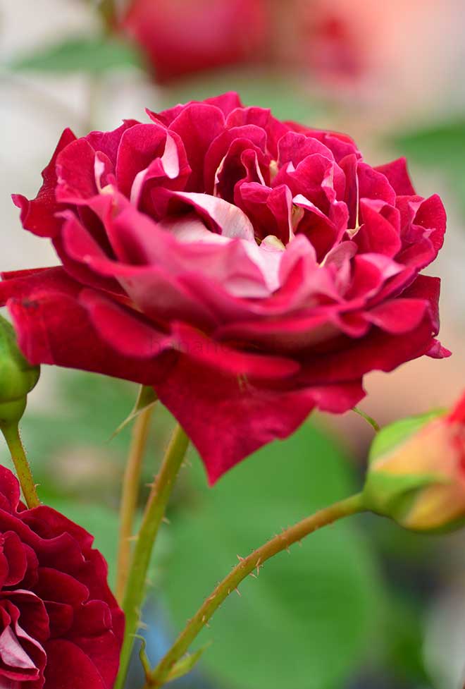バラ ギィ ダルメ｜花の手帖の薔薇図鑑