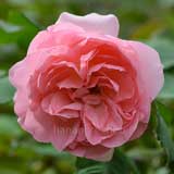 バラ ギィドゥモーパッサン｜花の手帖の薔薇図鑑