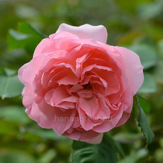 バラ ギィ ドゥ モーパッサン｜花の手帖の薔薇図鑑