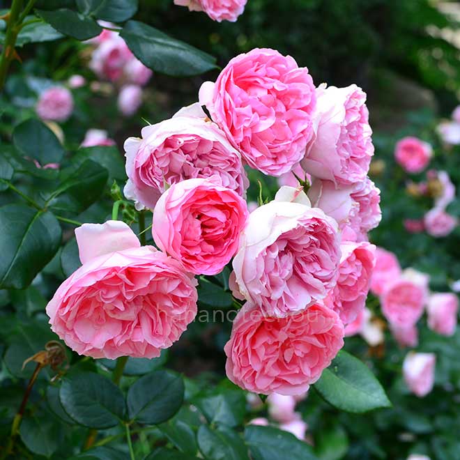 バラ ギィ ドゥ モーパッサン｜花の手帖の薔薇図鑑