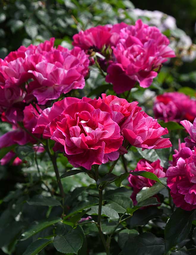 バラ ギー サヴォア｜花の手帖の薔薇図鑑