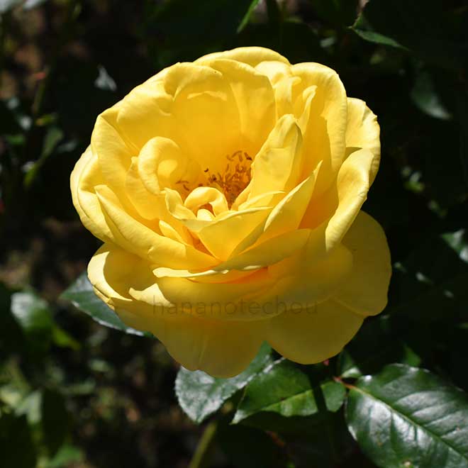 バラ カブキ|花の手帖の薔薇図鑑