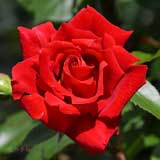 バラ カガヤキ｜花の手帖の薔薇図鑑