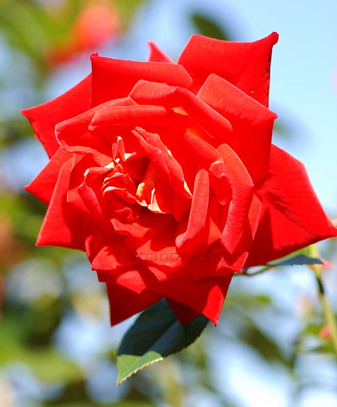 バラ かがやき|花の手帖の薔薇図鑑