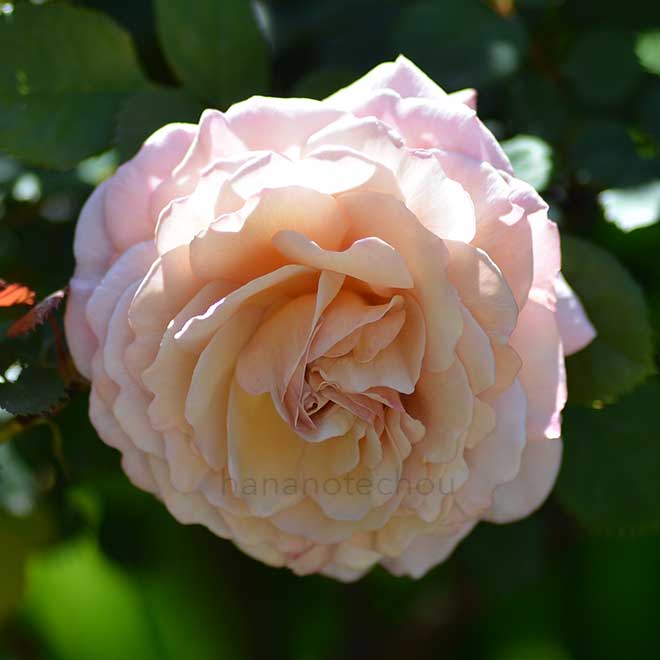 バラ 陽炎|花の手帖の薔薇図鑑