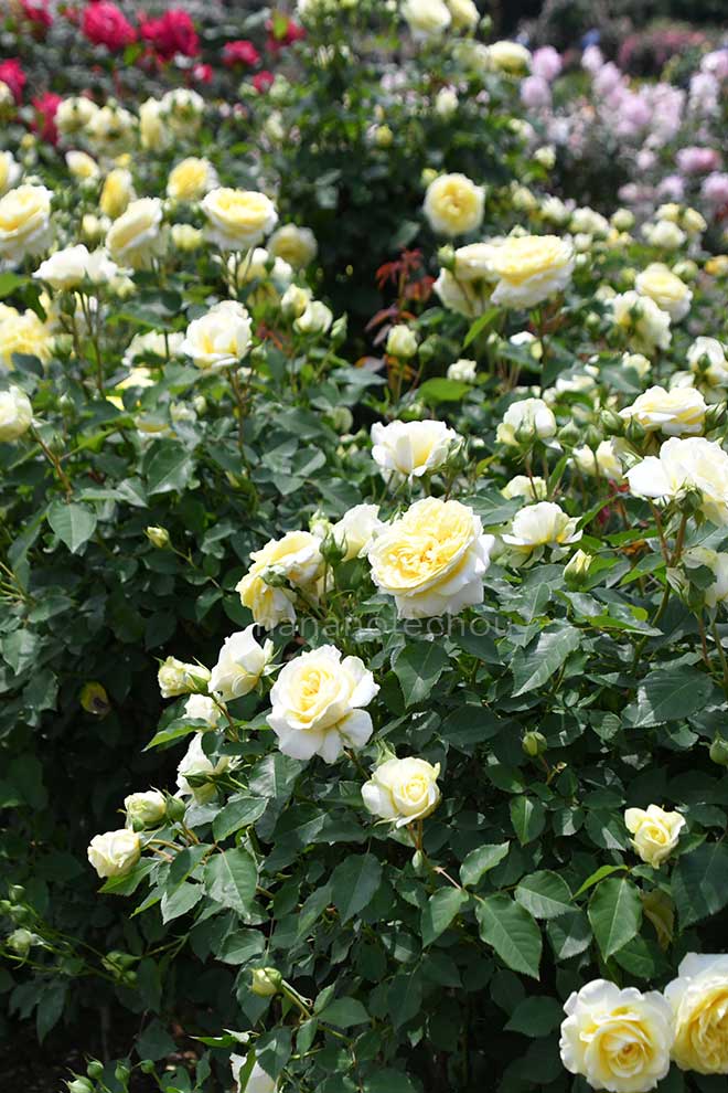 バラ 快挙｜花の手帖の薔薇図鑑