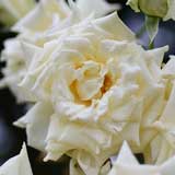 バラ カイザン アウグステ ヴィクトリア｜花の手帖の薔薇図鑑