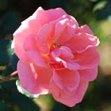 バラ カリンカ｜花の手帖の薔薇図鑑