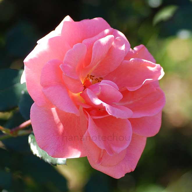 バラ カリンカ｜花の手帖の薔薇図鑑