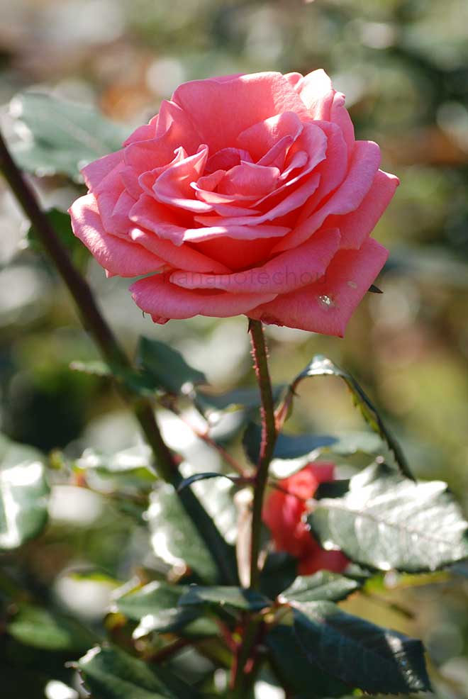 バラ カリンカ｜花の手帖の薔薇図鑑