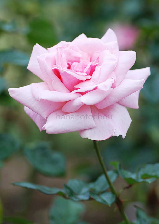 バラ 加茂｜花の手帖の薔薇図鑑