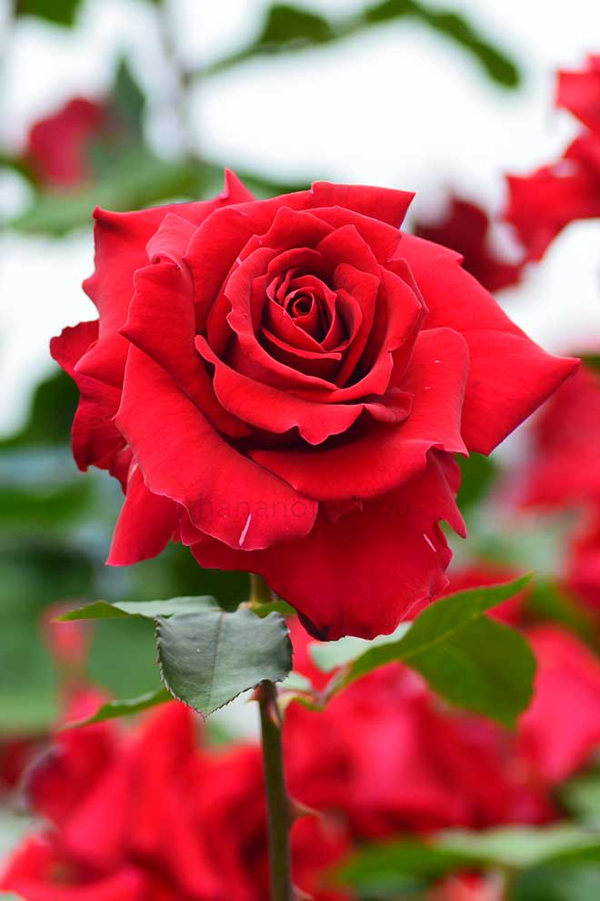 バラ 乾杯｜花の手帖の薔薇図鑑