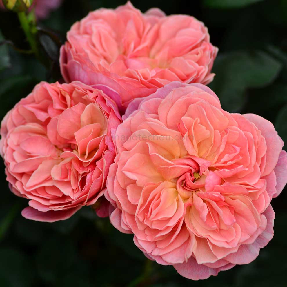 バラ かおりかざり|花の手帖の薔薇図鑑