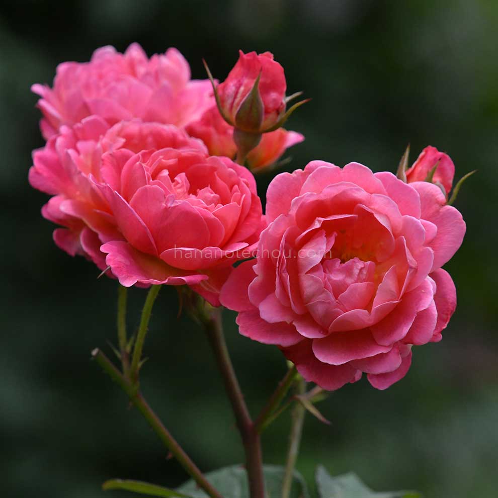 バラ かおりかざり|花の手帖の薔薇図鑑