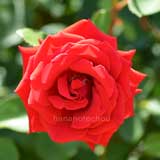 バラ カーディナル 85|花の手帖の薔薇図鑑