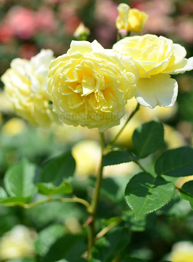 バラ カール プロベルガー｜花の手帖の薔薇図鑑