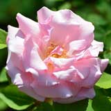 バラ ｜花の手帖の薔薇図鑑