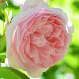 バラ キャスリン モーレー|花の手帖の薔薇図鑑