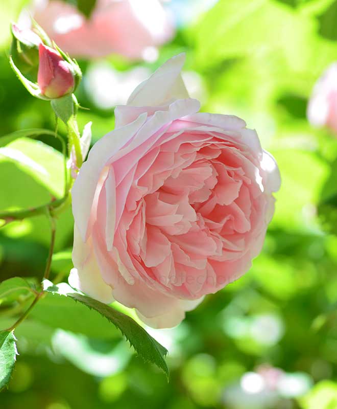 バラ キャスリン モーレー｜花の手帖の薔薇図鑑