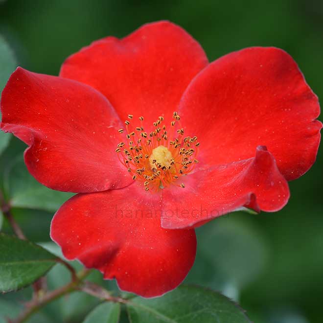 バラ かざぐるま｜花の手帖の薔薇図鑑