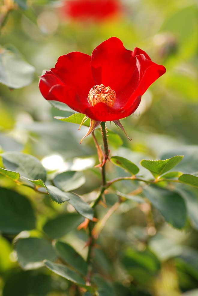 バラ かざぐるま｜花の手帖の薔薇図鑑