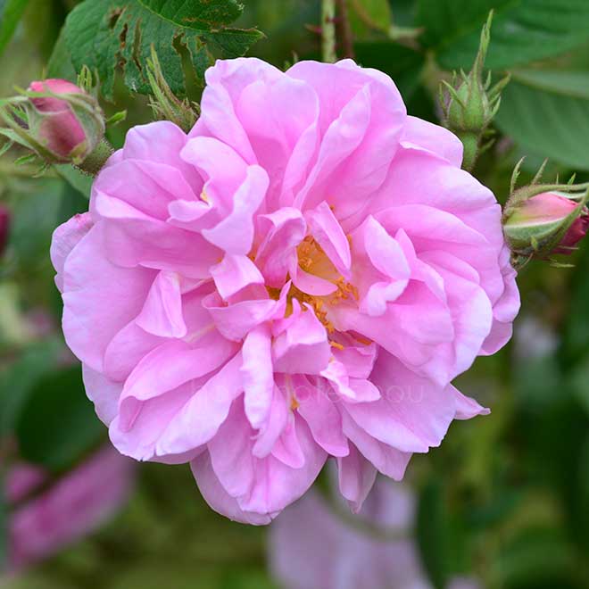 バラ カザンリク|花の手帖の薔薇図鑑