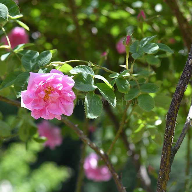 バラ カザンリク|花の手帖の薔薇図鑑