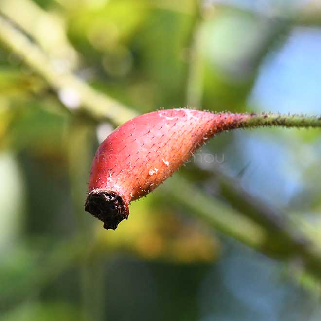 バラ カザンリク|花の手帖の薔薇図鑑
