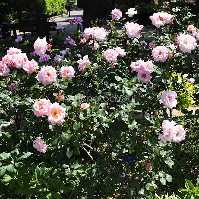 バラ カズエ｜花の手帖の薔薇図鑑