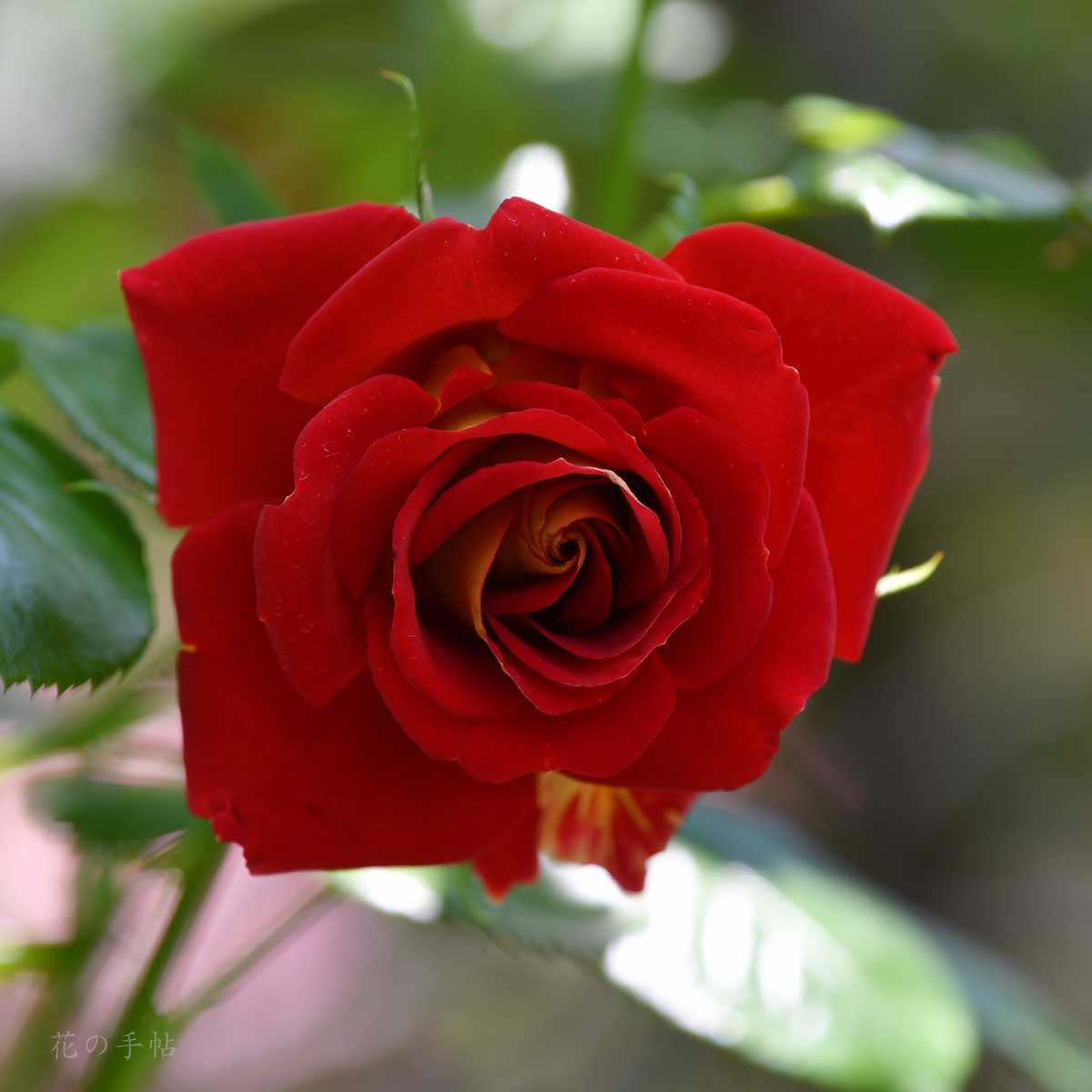 バラ ケチャップアンドマスタード｜花の手帖の薔薇図鑑