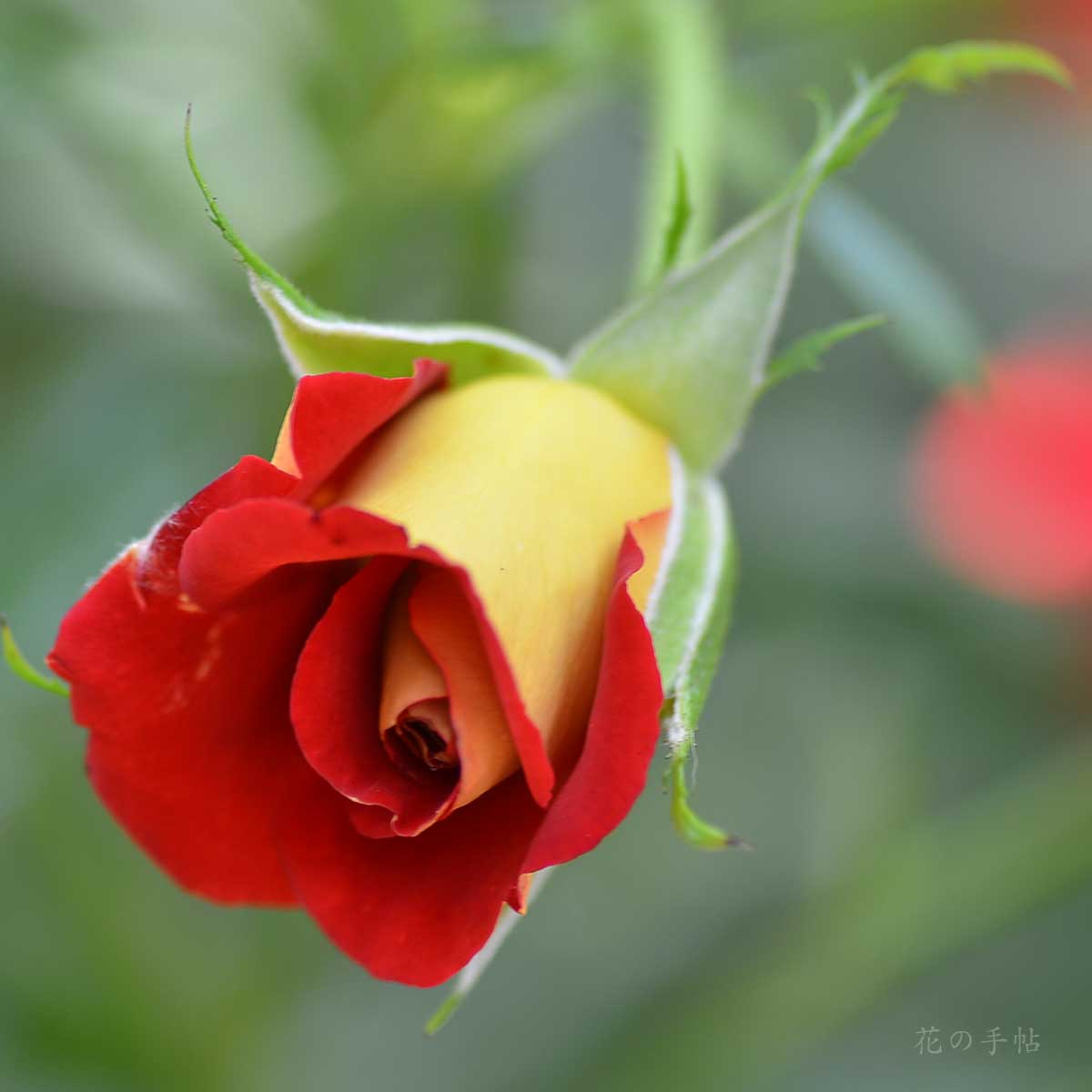 バラ ケチャップアンドマスタード｜花の手帖の薔薇図鑑