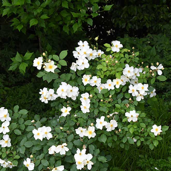 バラ キュー ガーデン｜花の手帖の薔薇図鑑