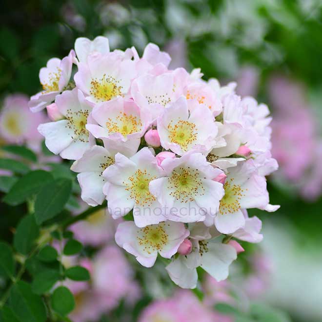 バラ キュー ランブラー|花の手帖の薔薇図鑑