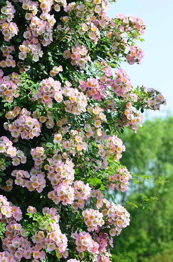 バラ キュー ランブラー|花の手帖の薔薇図鑑
