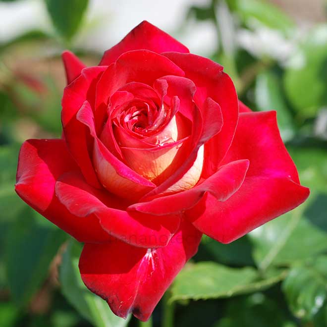 バラ 希望｜花の手帖の薔薇図鑑