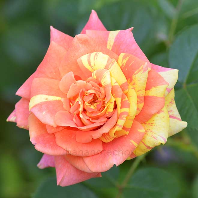 バラ 黄八丈｜花の手帖の薔薇図鑑