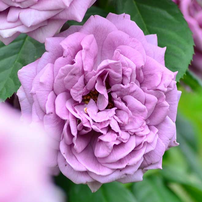 バラ カインダ ブルー｜花の手帖の薔薇図鑑