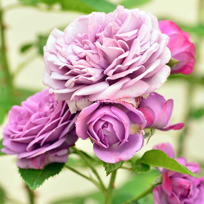 バラ カインダ ブルー｜花の手帖の薔薇図鑑