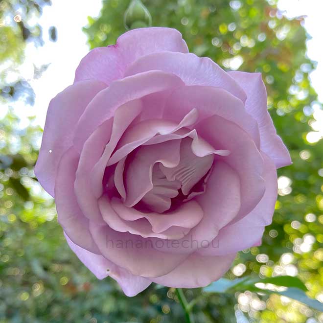 バラ 衣香|花の手帖の薔薇図鑑