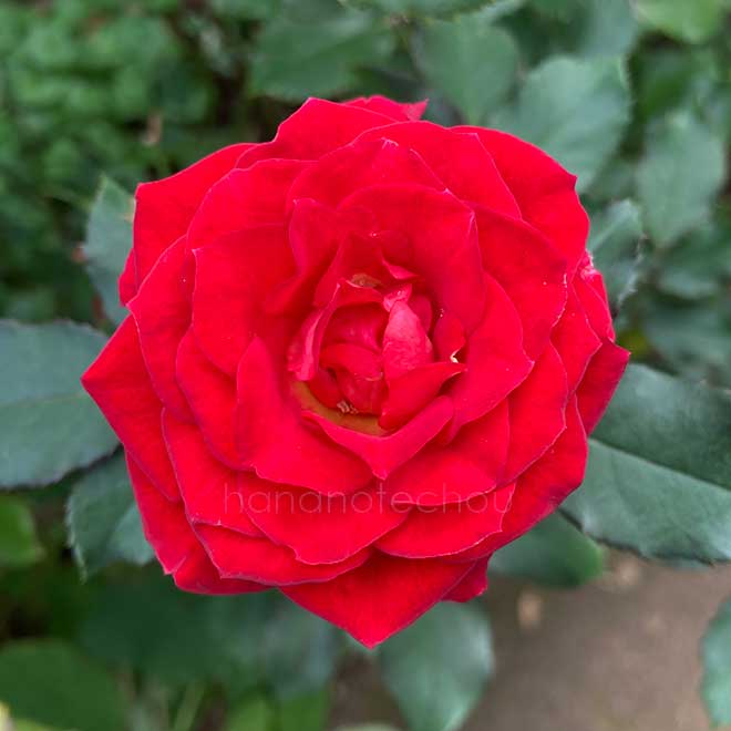 バラ 煌｜花の手帖の薔薇図鑑