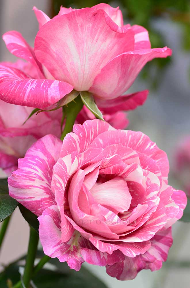 バラ 奇蹟|花の手帖の薔薇図鑑