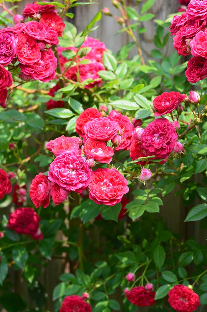 バラ 絆｜花の手帖の薔薇図鑑