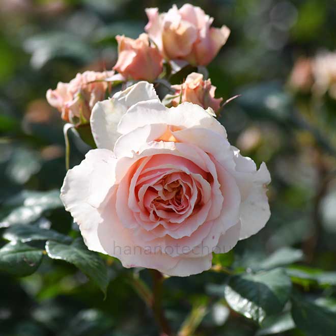 バラ キズナ|花の手帖の薔薇図鑑