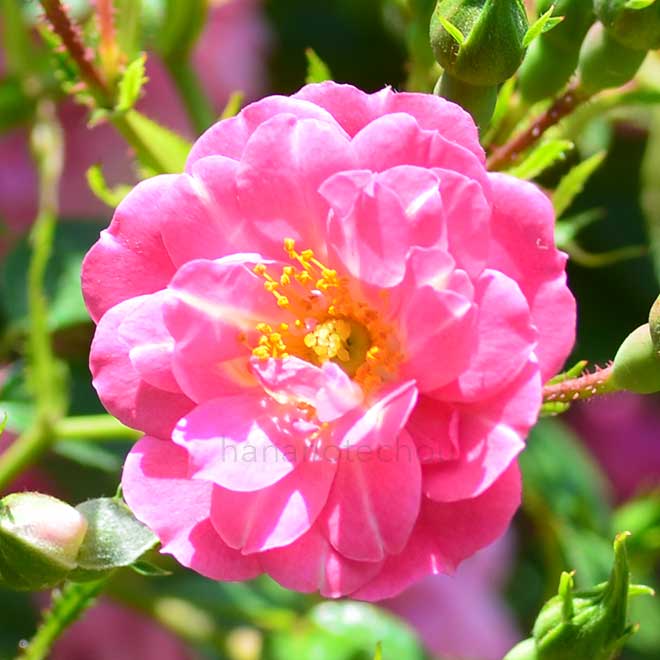 バラ クニルプス｜花の手帖の薔薇図鑑