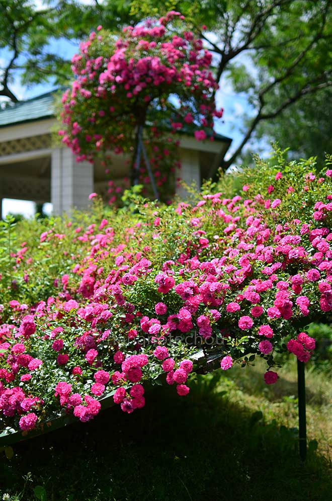 バラ クニルプス｜花の手帖の薔薇図鑑