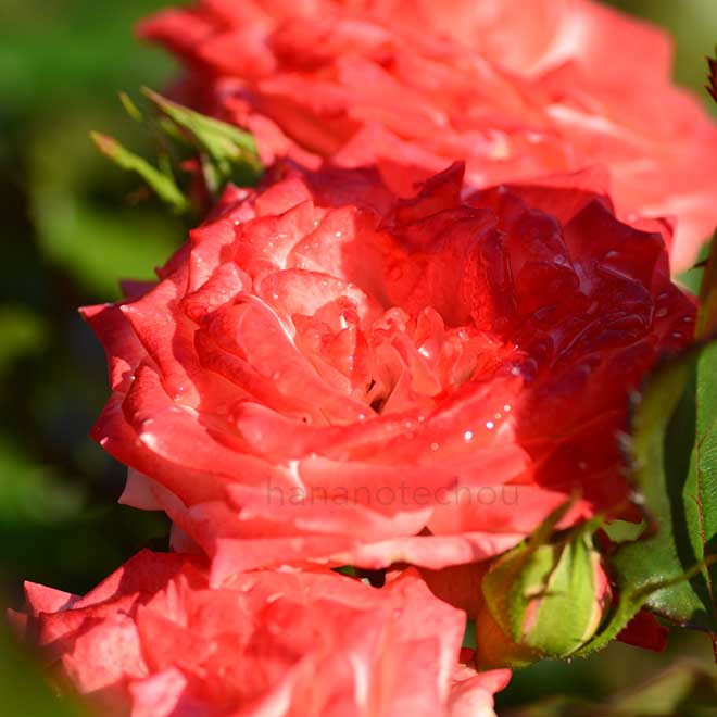 バラ 胡蝶｜花の手帖の薔薇図鑑