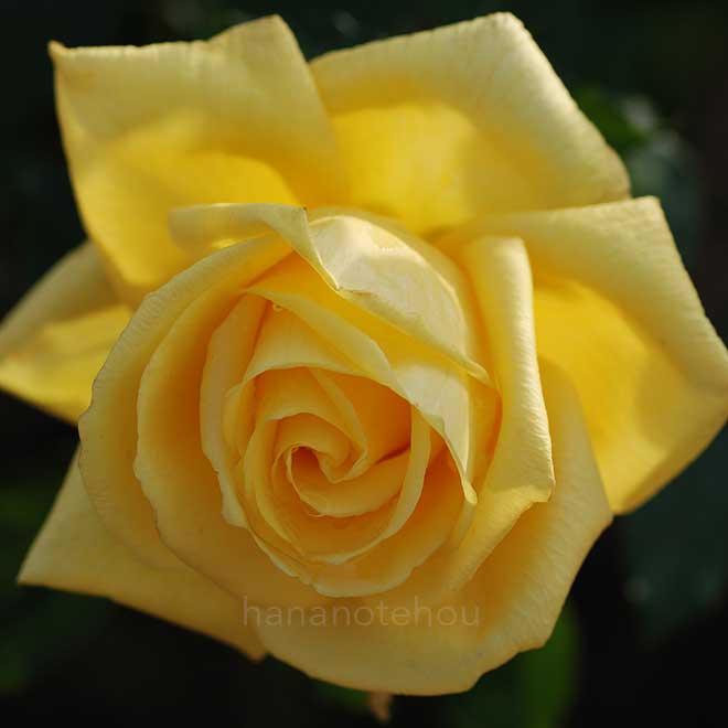 バラ 黄金|花の手帖の薔薇図鑑